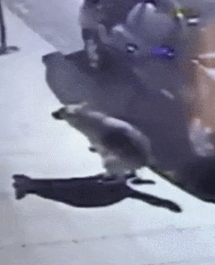 hnYWcG9.gif