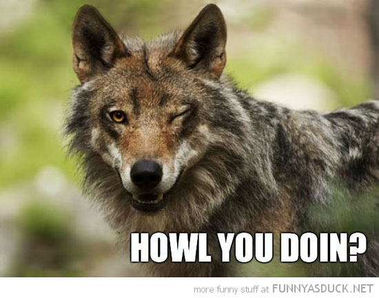 Howl-You-Doin-Funny-Wolf-Caption.webp