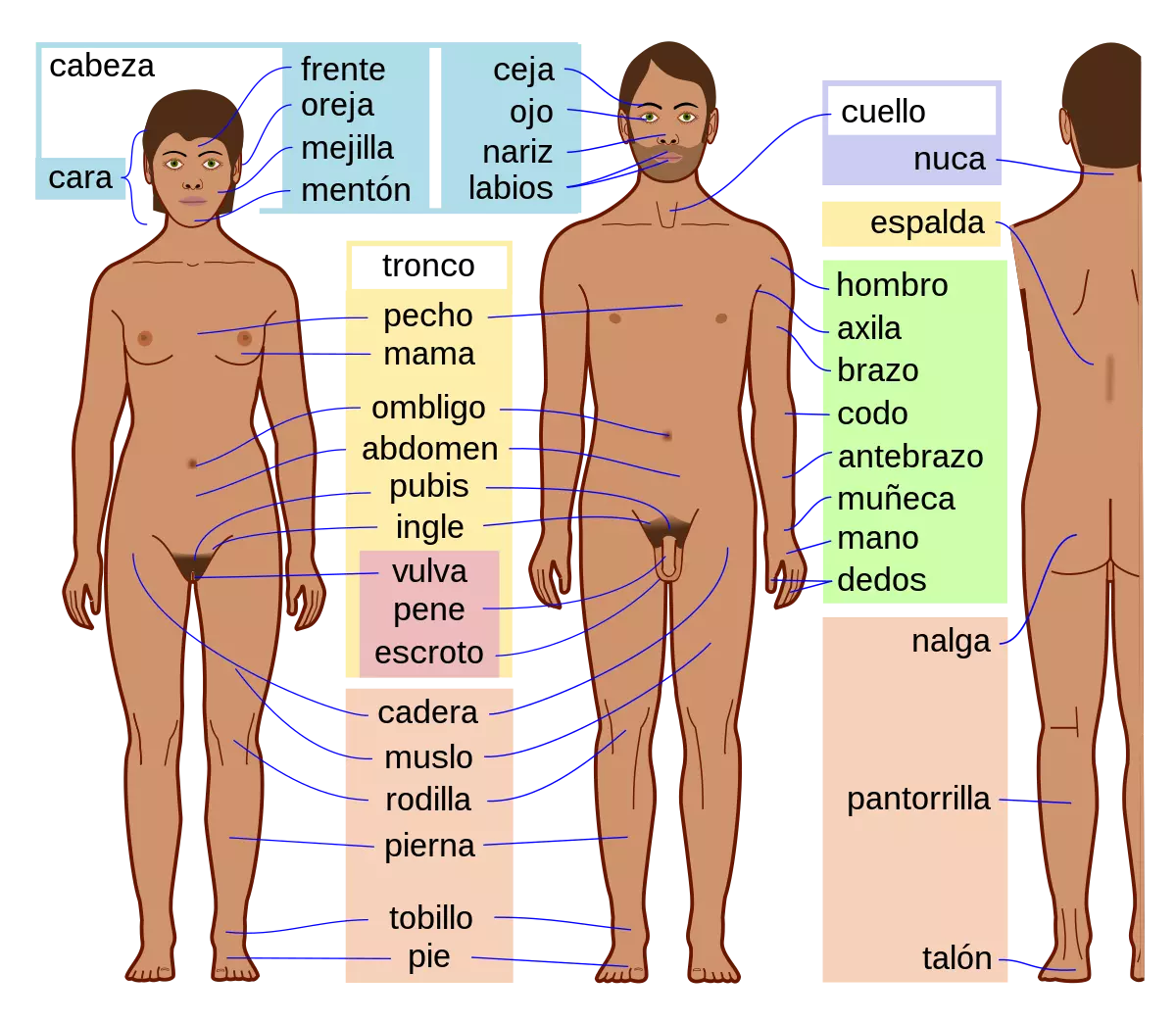 Human_body_features-es.svg.webp