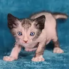 images.webp