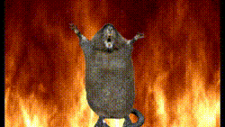 IMG_0232.gif