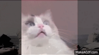 IMG_0336.gif