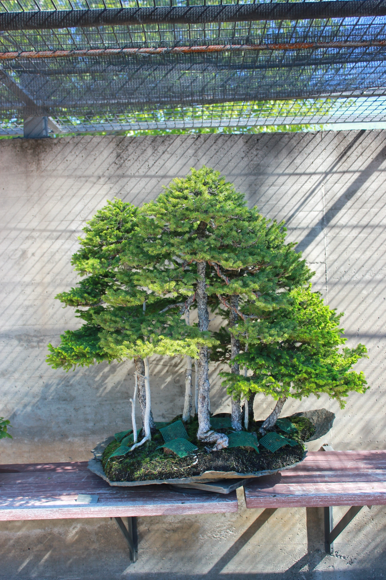 IMG_0378.webp