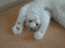 IMG_0468.gif