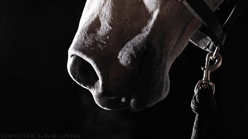 IMG_0988.gif