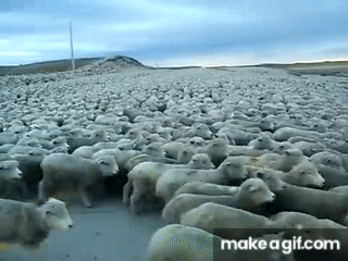 IMG_1768.gif