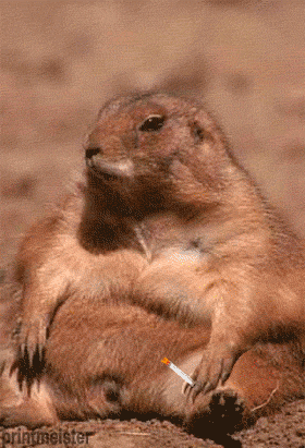 IMG_1971.gif