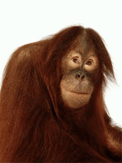 IMG_1982.gif