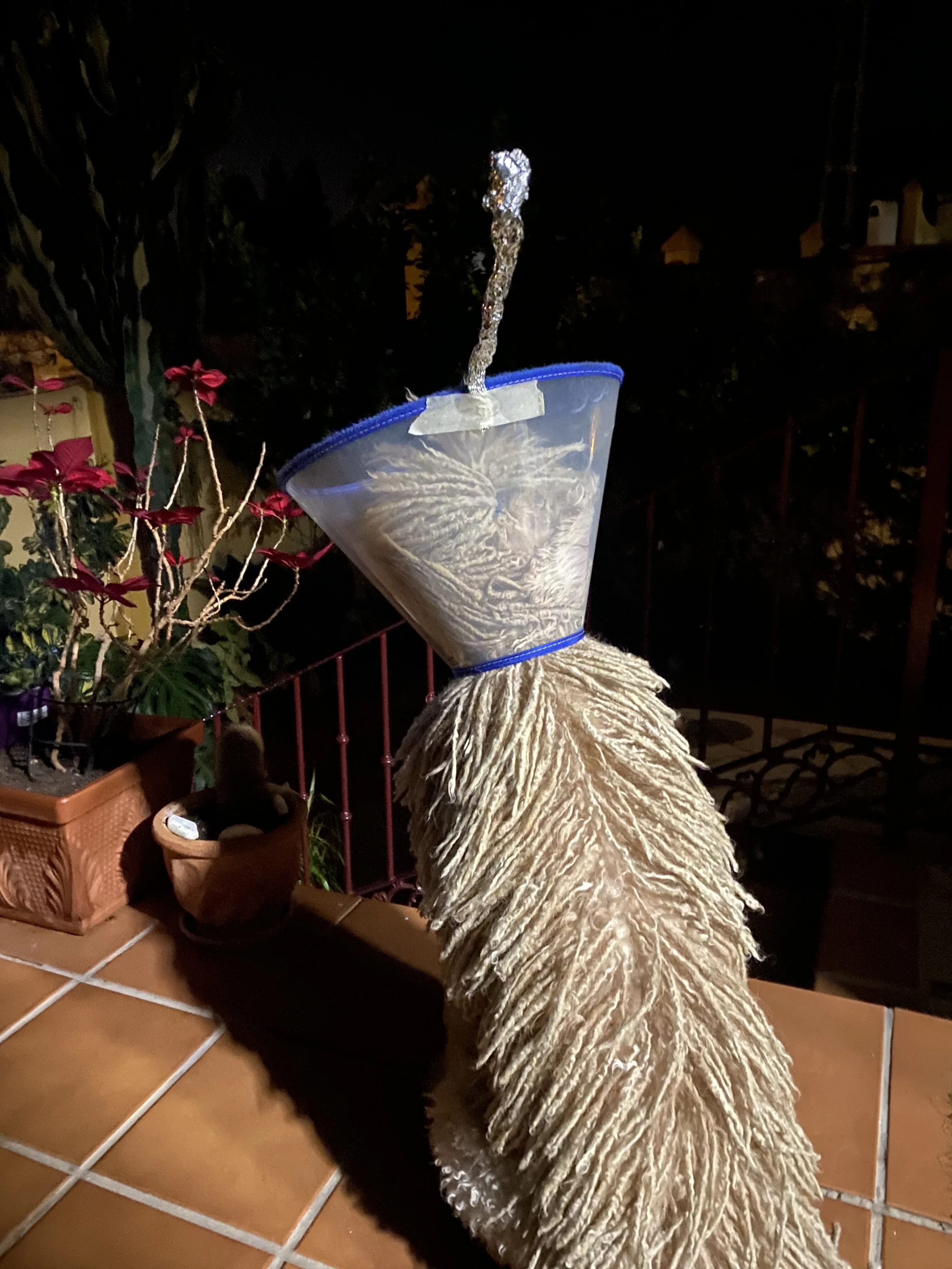 IMG_1982.jpeg