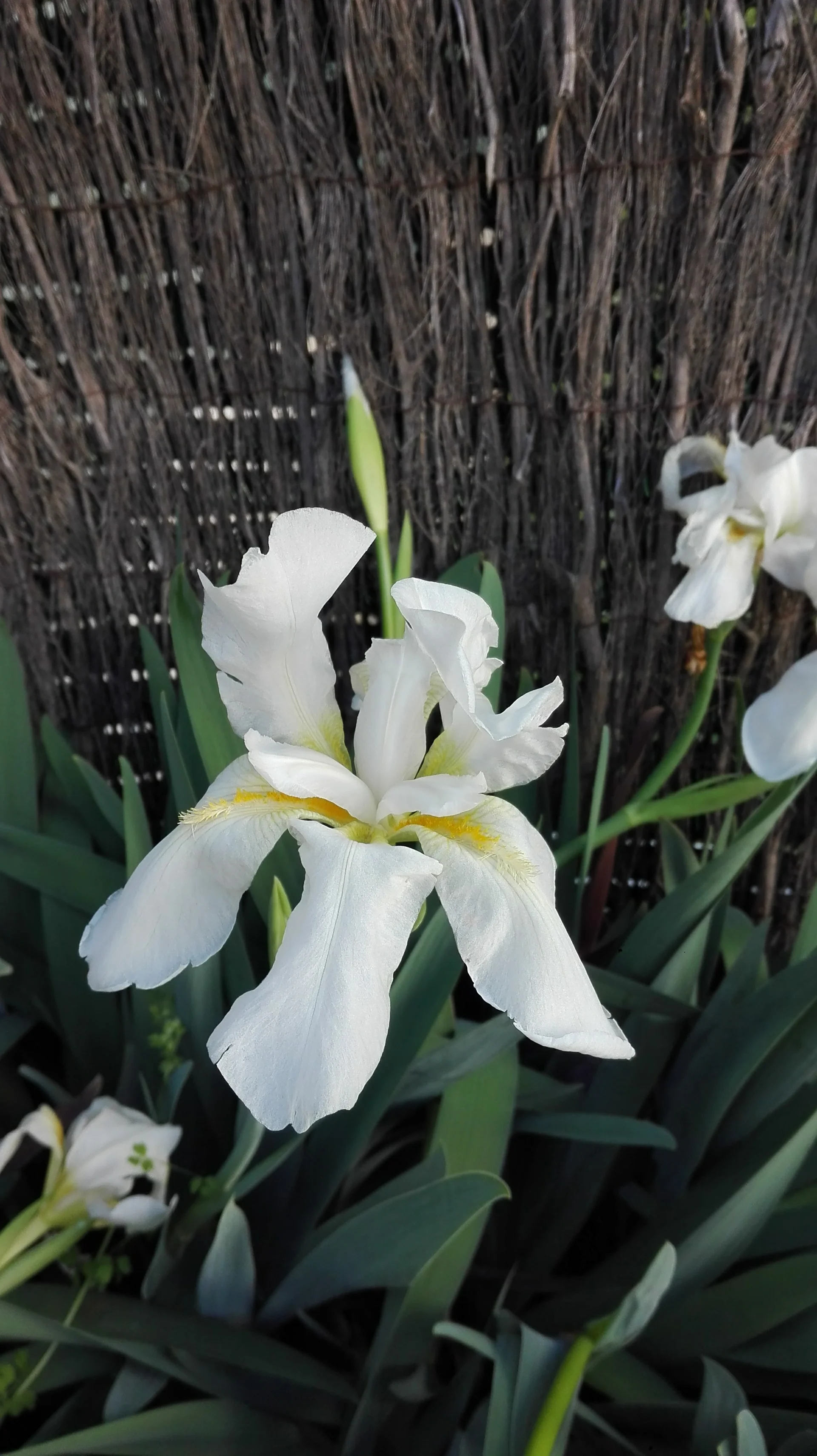 IMG_20170214_120827.webp