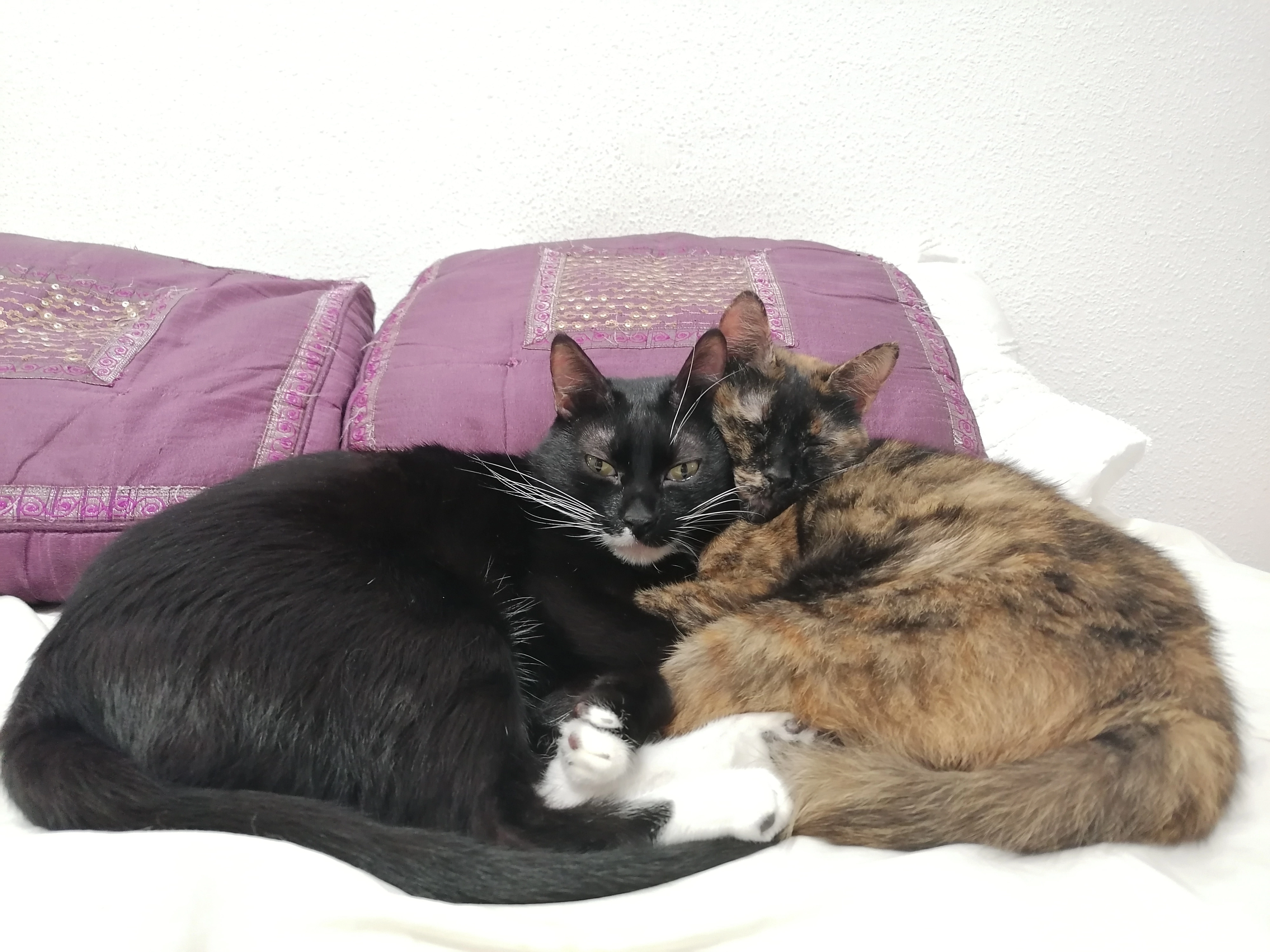 IMG_20241004_210954.webp