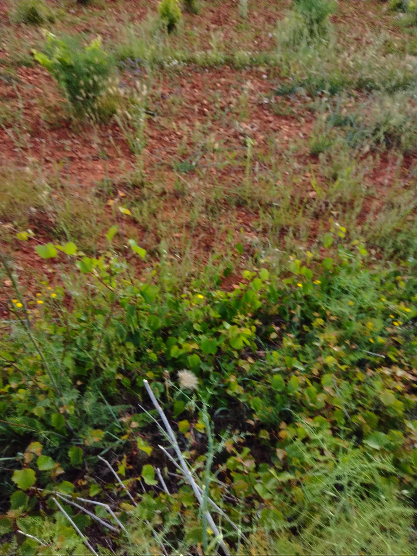 IMG_20260517_095015.webp