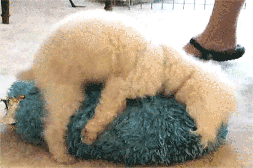 IMG_2068.gif