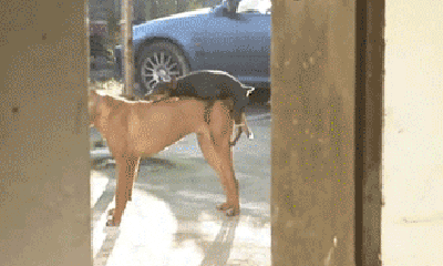 IMG_2071.gif