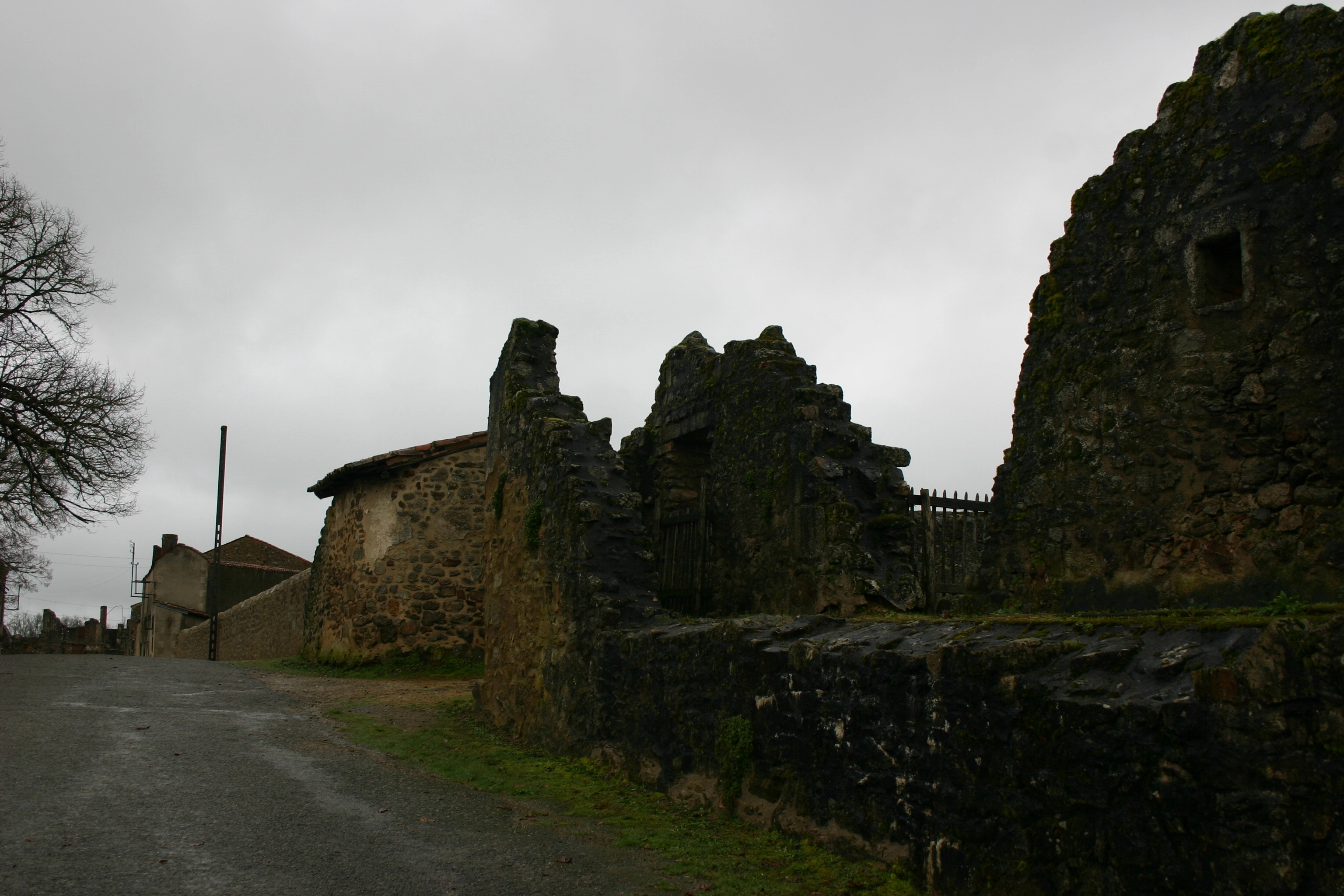 IMG_2277.webp