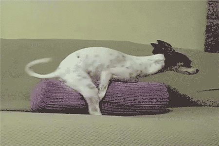 IMG_2310.gif