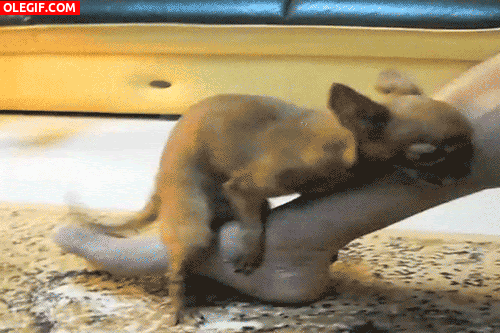 IMG_2312.gif