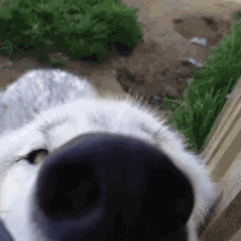 IMG_2387.gif