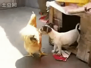IMG_2554.gif