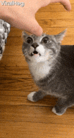 IMG_2618.gif