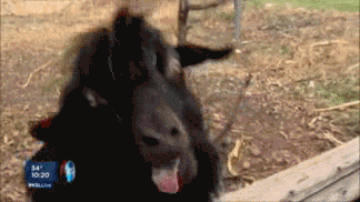 IMG_2751.gif