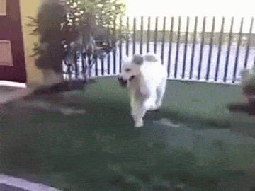 IMG_3394.gif