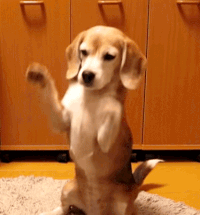 IMG_3412.gif