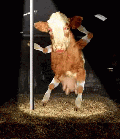 IMG_3487.gif