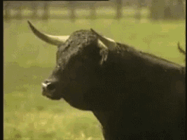 IMG_3580.gif