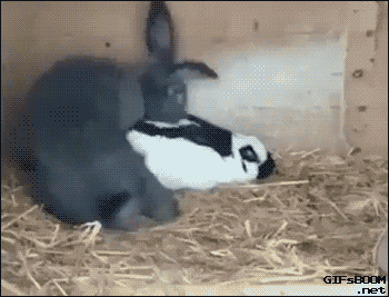 IMG_3626.gif