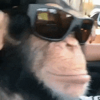IMG_3941.gif