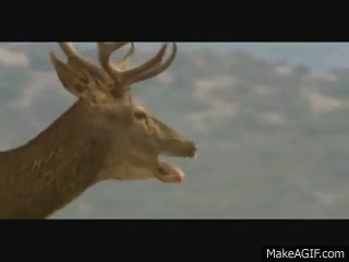 IMG_4921.gif