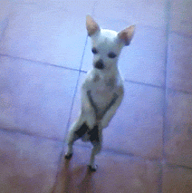 IMG_6317.gif