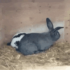 IMG_6318.gif