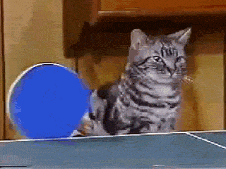 IMG_7317.gif
