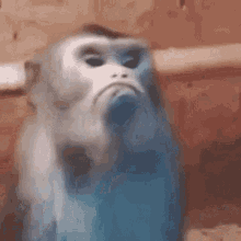 IMG_7642.gif