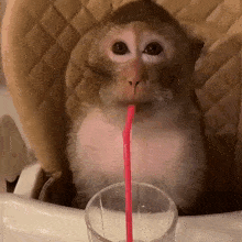 IMG_8156.gif