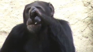IMG_8398.gif
