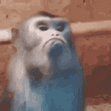 IMG_9198.gif