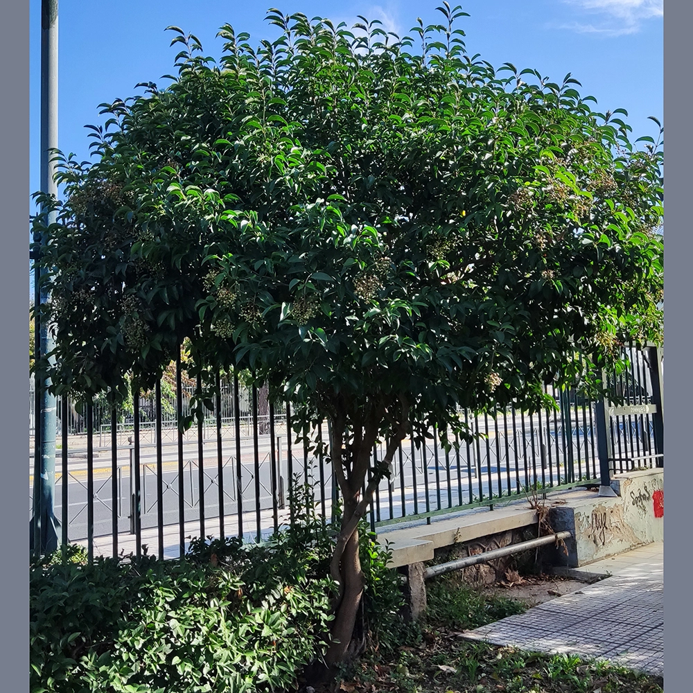 japanese privet tronco 2.webp