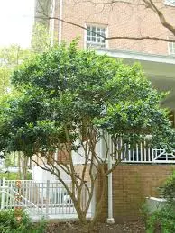 japanese privet tronco 3.webp