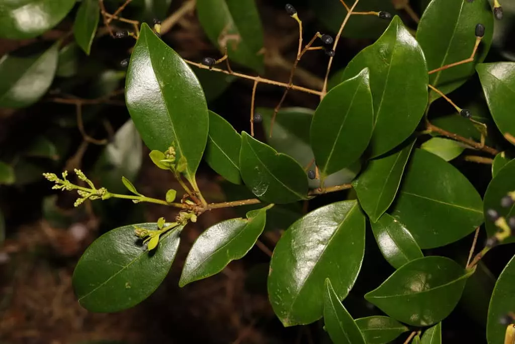 japanese privet.webp