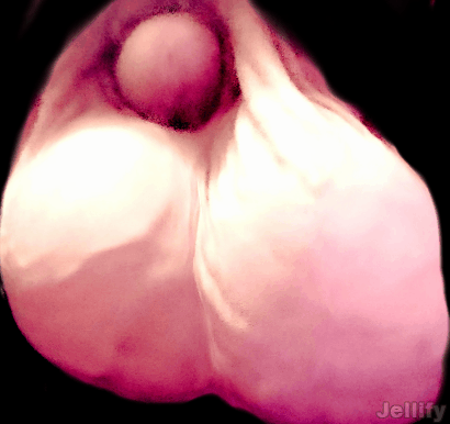 Jellify_1726943430711.gif