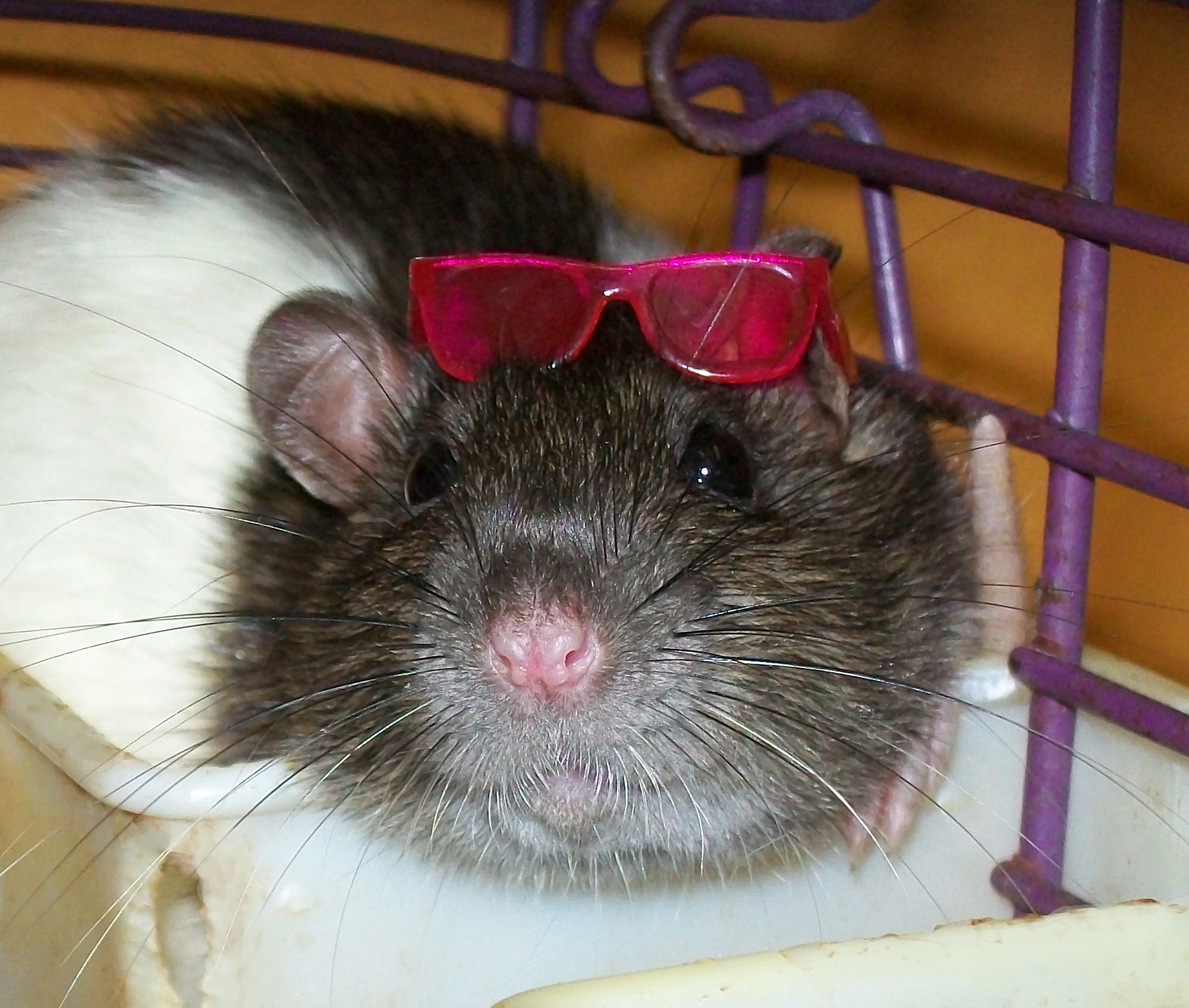 Just-Chillin-rats-8406864-2000-1696-2804158042.webp