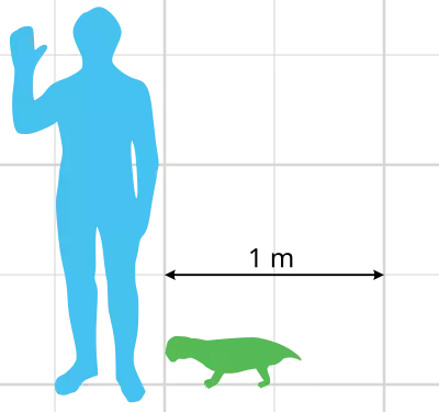 Lystrosaurus_murrayi_scale.svg.png