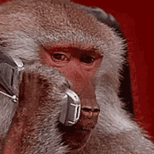 macaco-babuíno-3121302374.gif