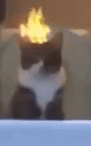 mad cat.gif