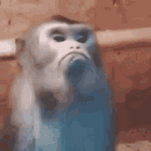 mad-monkey (1).gif