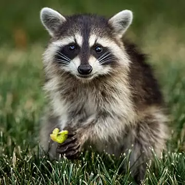 mapaches-curiosidades-mascota-e.webp