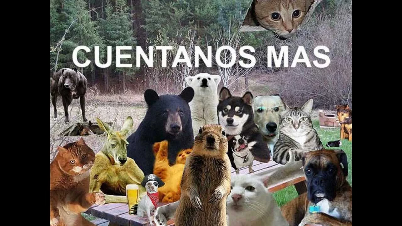 maxresdefault.webp